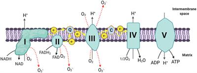 Mitochondrial Reactive Oxygen Species and Their Contribution in Chronic Kidney Disease Progression Through Oxidative Stress